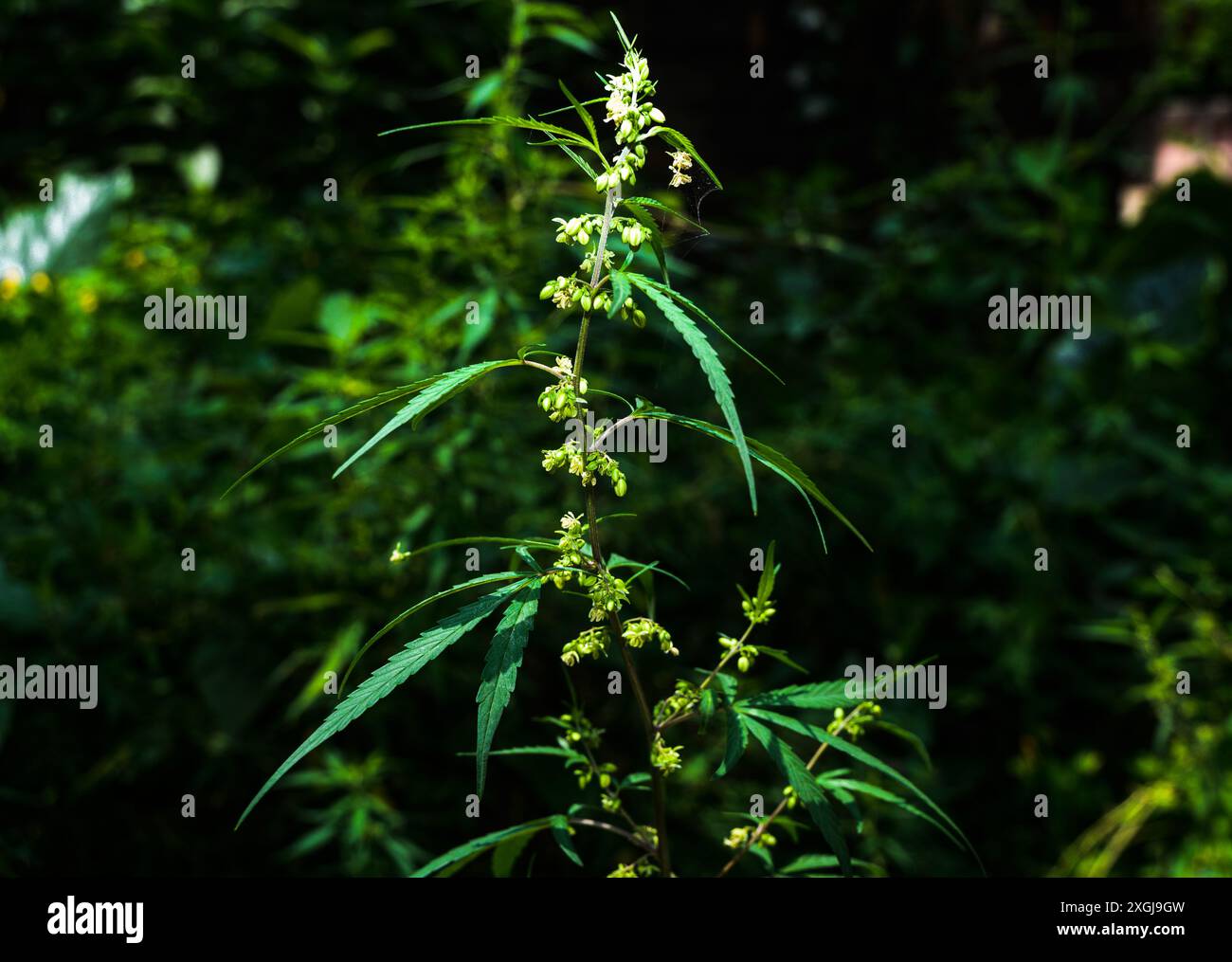 La cannabis sativa è una pianta erbacea annuale in fiore. Originaria dell'Asia orientale, la pianta è ora di distribuzione cosmopolita a causa della coltivazione diffusa. È stato coltivato nel corso della storia registrata ed è utilizzato come fonte di fibre industriali, olio di semi, cibo e medicina. È anche usato come droga ricreativa e per scopi religiosi e spirituali. Tehatta, Bengala Occidentale, India. Foto Stock