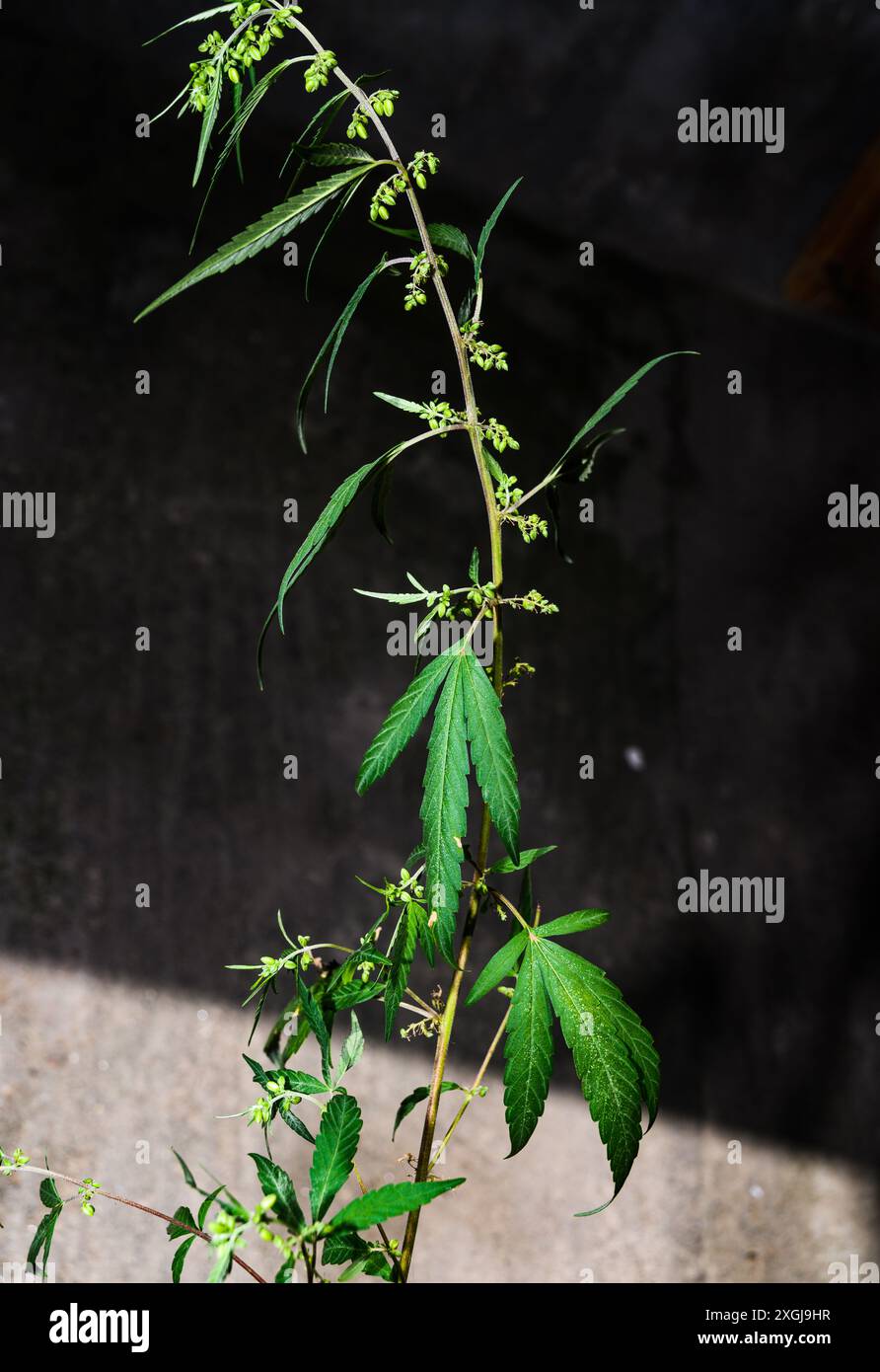 La cannabis sativa è una pianta erbacea annuale in fiore. Originaria dell'Asia orientale, la pianta è ora di distribuzione cosmopolita a causa della coltivazione diffusa. È stato coltivato nel corso della storia registrata ed è utilizzato come fonte di fibre industriali, olio di semi, cibo e medicina. È anche usato come droga ricreativa e per scopi religiosi e spirituali. Tehatta, Bengala Occidentale, India. Foto Stock