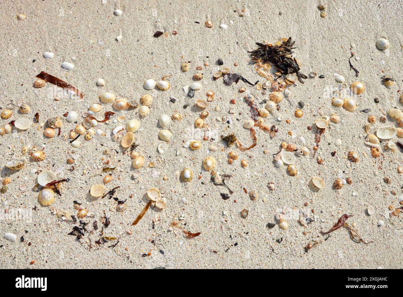 Gruppi di conchiglie marine abbandonate sulla spiaggia di Rhu. Arisaig, Scozia Foto Stock