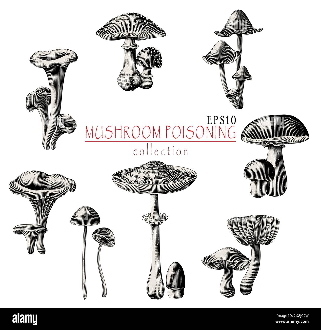 Illustrazione con incisione antica della collezione di avvelenamento da funghi disegna a mano clip in bianco e nero Illustrazione Vettoriale