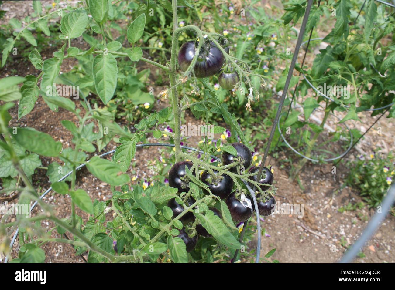 Pomodori ciliegini neri Foto Stock