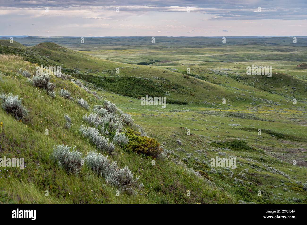 Sagebrush su una collina della Valle dei 1000 Devils nel Grasslands National Park, Saskatchewan, Canada Foto Stock