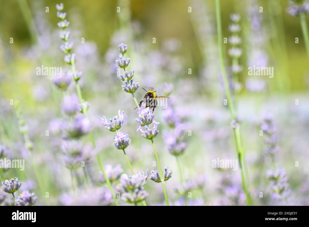 bumblebee dalla coda bianca che raccoglie polline, Bombus lucorum Foto Stock