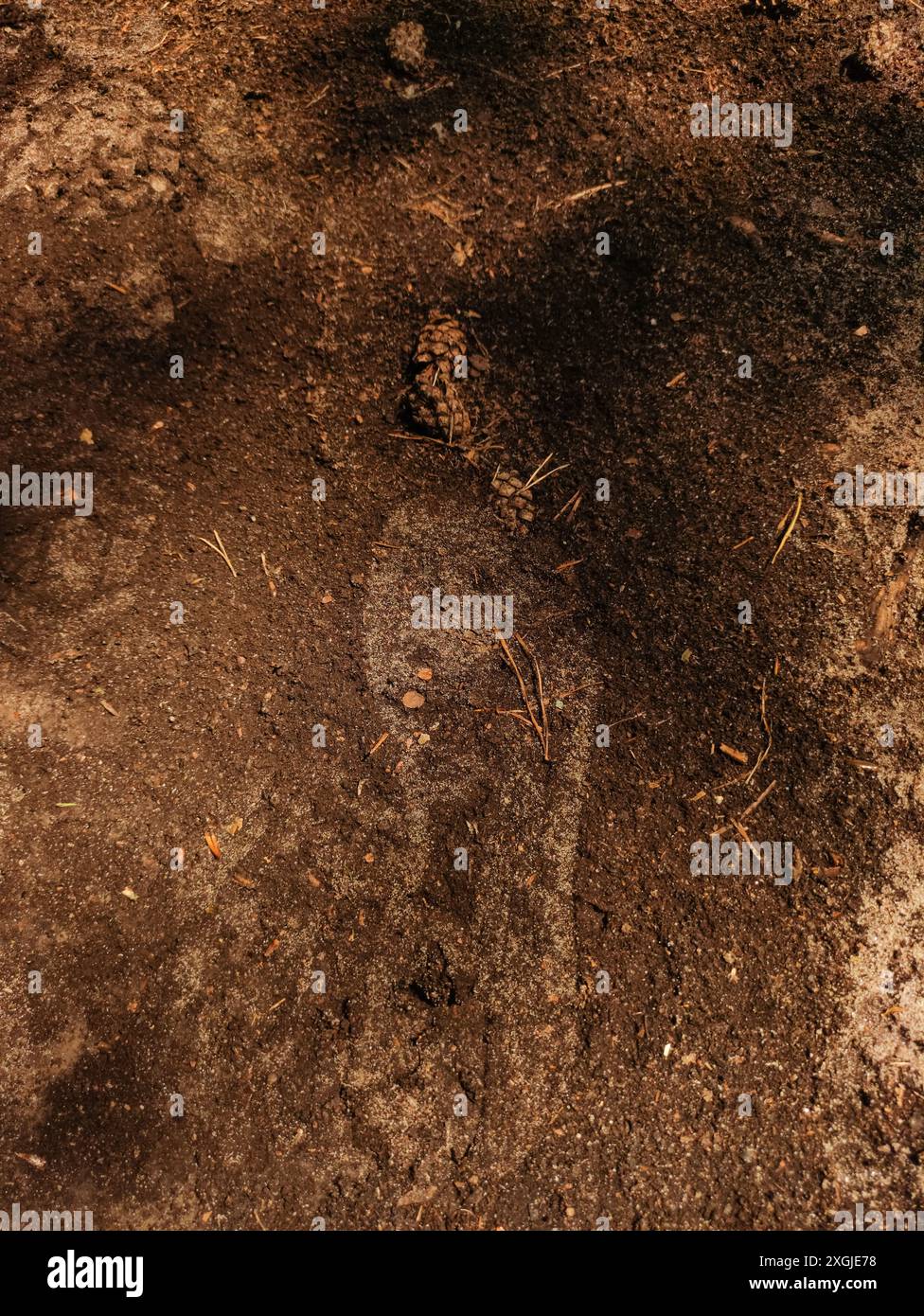 Un'impronta di cervo pressata in un terreno boschivo morbido e marrone con un cono di pino nelle vicinanze. Foto mobile verticale. sstkvertical Foto Stock