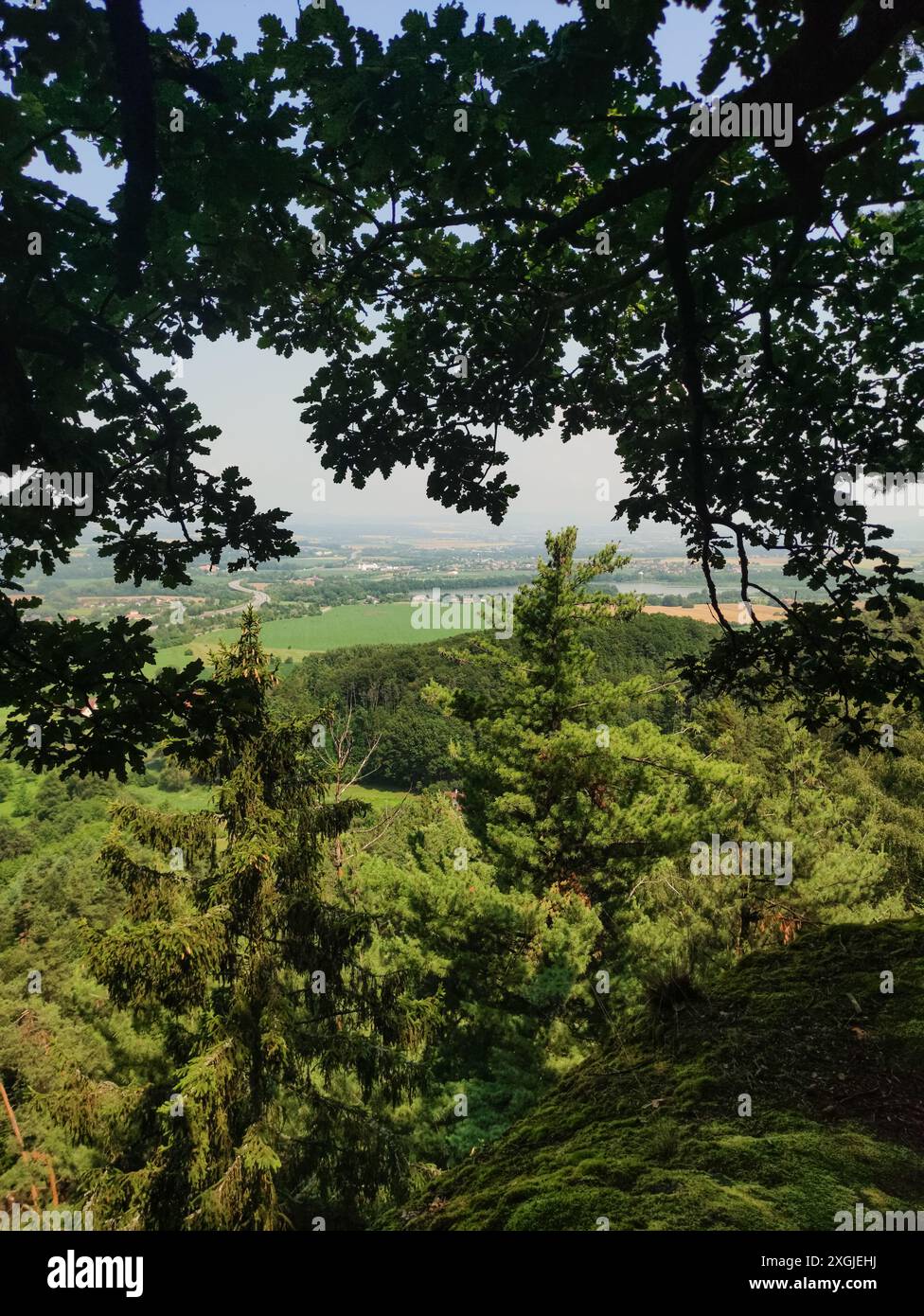 Una tettoia della foresta incornicia la vista di campi verdi e alberi lontani in una giornata di sole. Foto mobile verticale. sstkvertical Foto Stock