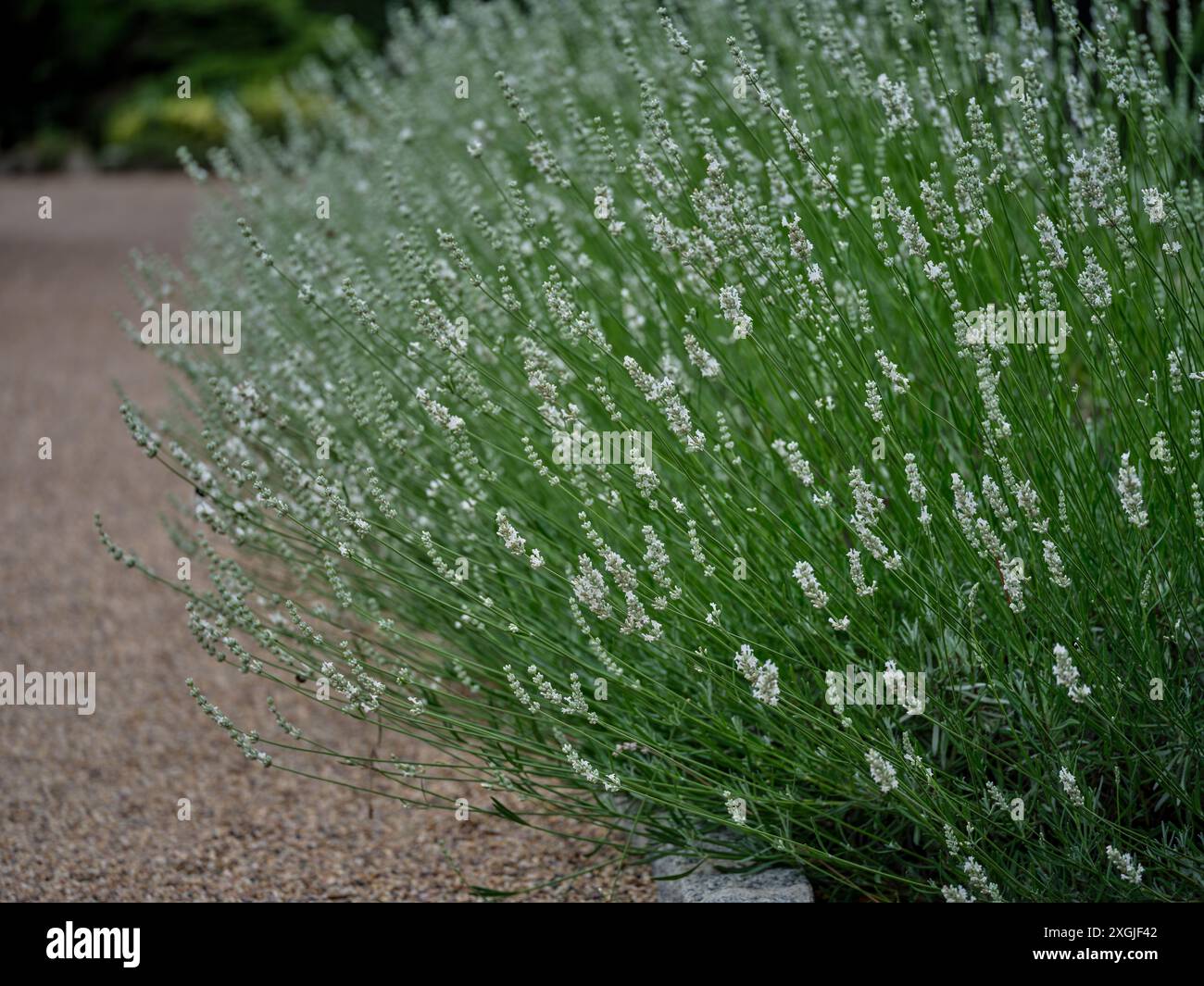 Cespuglio bianco di lavanda lavandula angustifolia Foto Stock