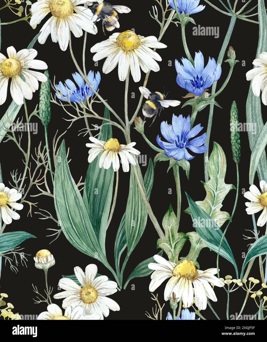 Fiori selvatici motivo senza cuciture con erbe medicinali. Sfondo acquerello con cicoria camomilla Foto Stock