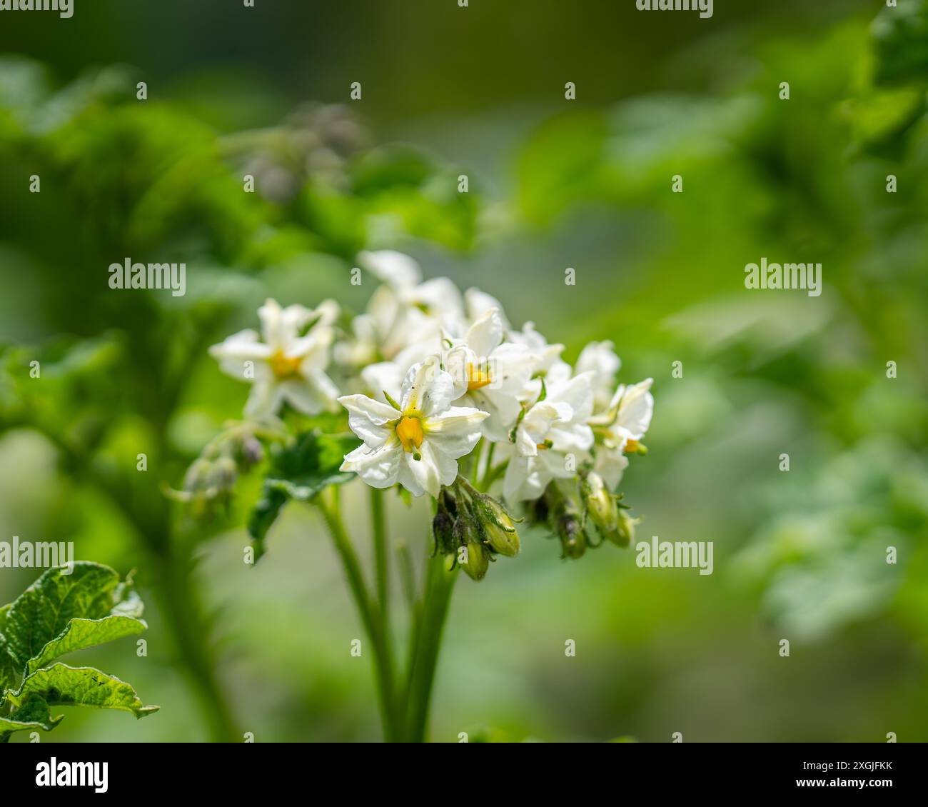 Patate in fiore. I fiori di patate fioriscono nelle piante. Fiore di patate bianco in fiore sul campo agricolo. Primo piano sui fiori di verdure biologiche. Foto Stock