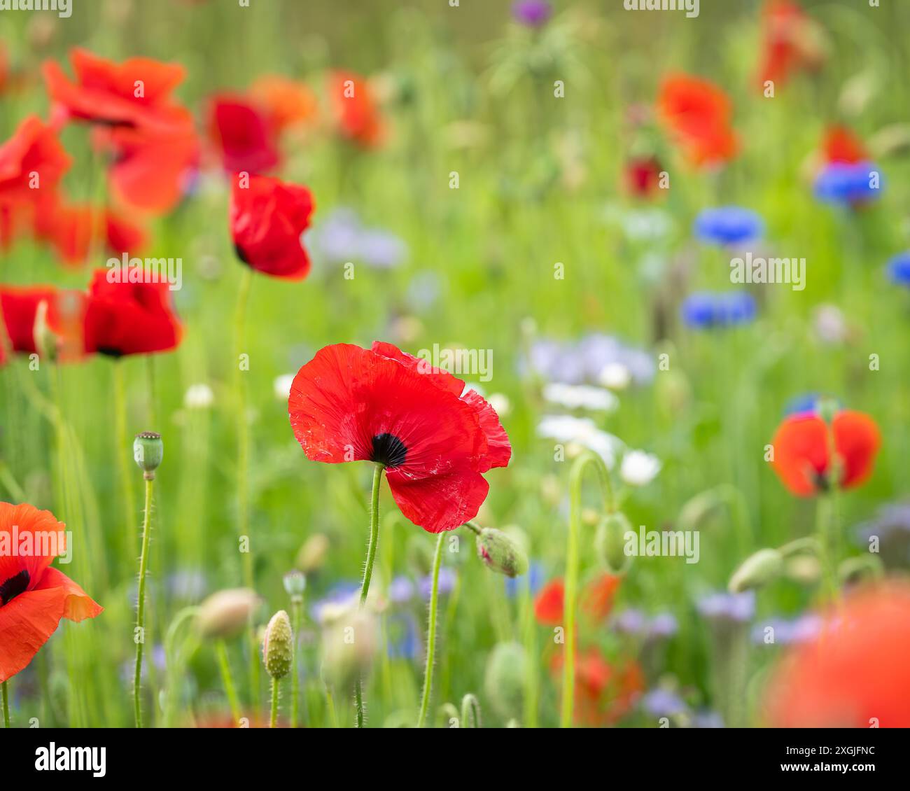 Papaveri (papaver rhoeas) in un campo di fiori. I papaveri rossi iniziano a fiorire in un campo di fiori selvatici. Messa a fuoco selettiva. Design del coperchio. Sfondo Foto Stock