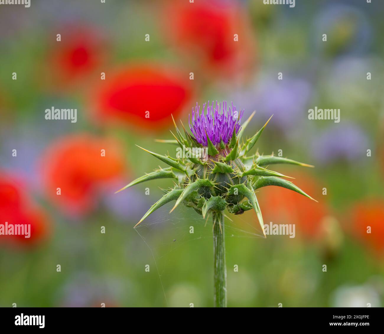 Fiore di cardo di latte (Silybum marianum) che fiorisce in un campo di papaveri rossi. Primo piano sul fiore del cardo viola sul campo di papavero. Foto Stock