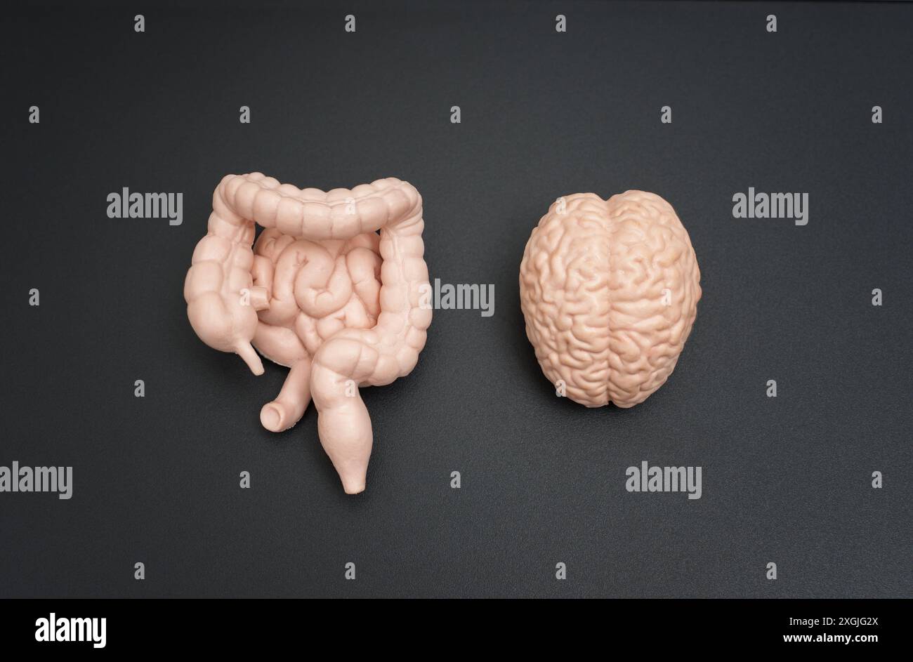 Disposizione concettuale dei modelli di cervello, intestino crasso e intestino tenue affiancati su uno sfondo scuro. Visualizatio educativa e scientifica Foto Stock