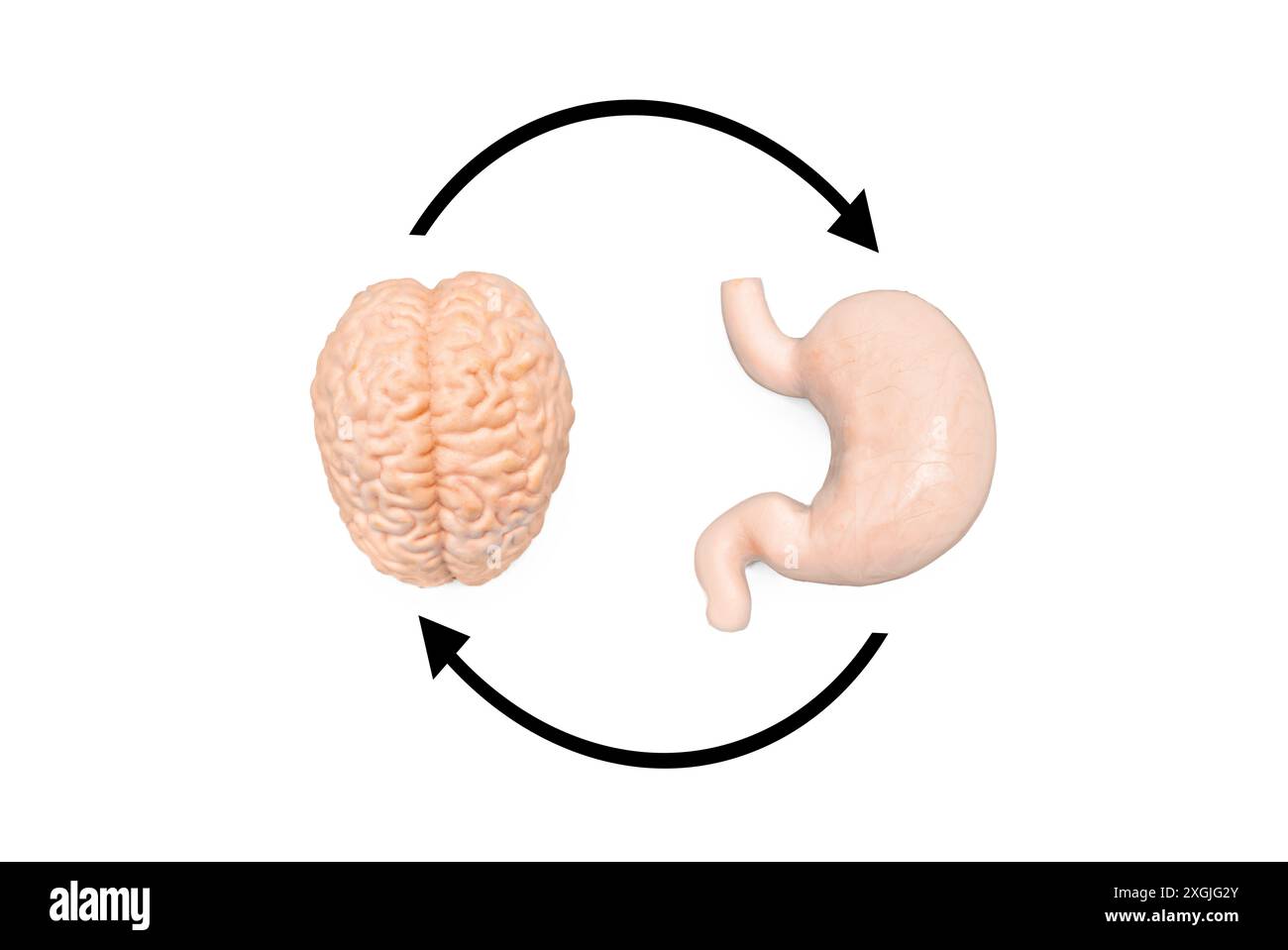 Modelli anatomici realistici del cervello e dello stomaco isolati su uno sfondo bianco, collegati da frecce nere, che simboleggiano il ciclo di feedback tra Foto Stock