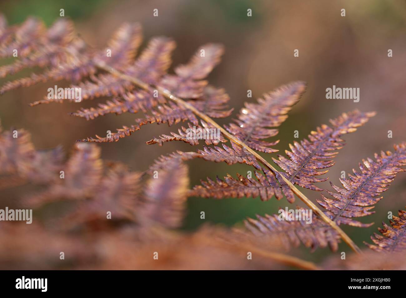Un primo piano di una foglia di felce secca con una tinta marrone. La foglia è leggermente bagnata e ha un aspetto leggermente confuso. Concetto autunnale. Foto Stock