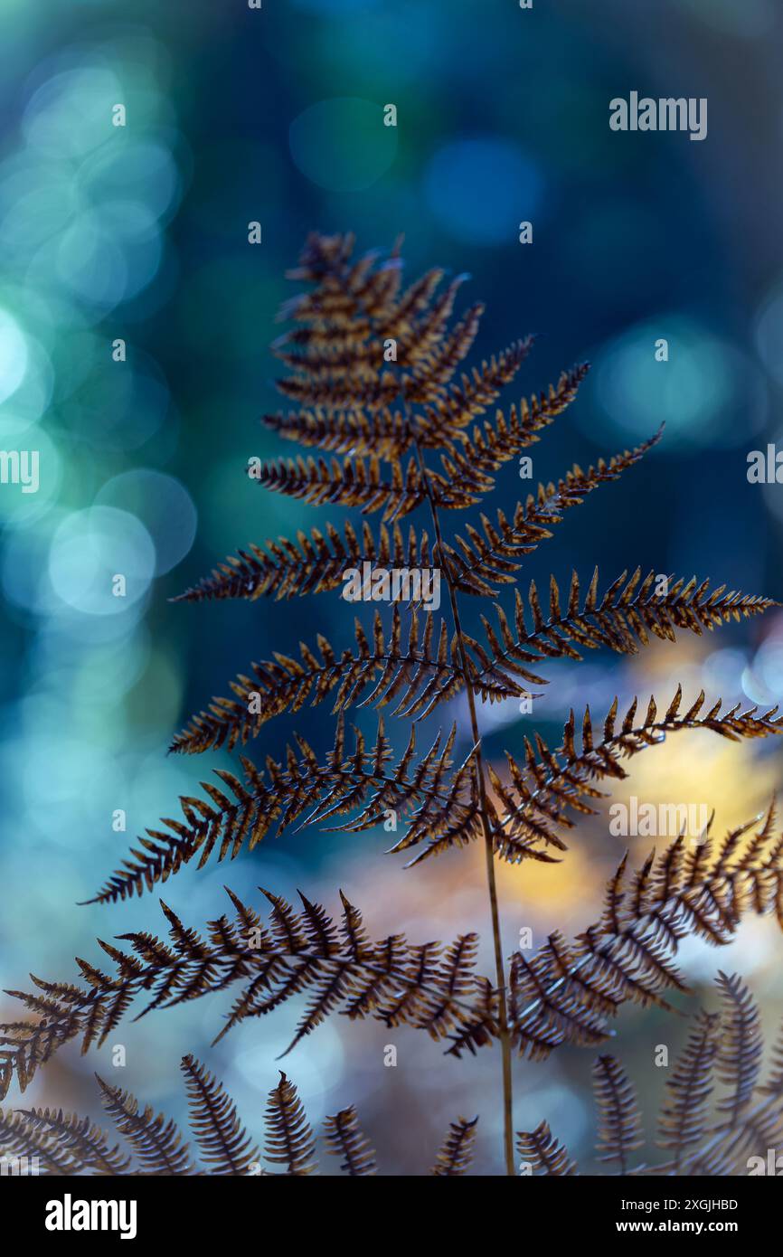 Un primo piano di una foglia di felce essiccata. La foglia è marrone e ha un aspetto leggermente peloso. L'immagine ha un'atmosfera triste e malinconica. Foto Stock