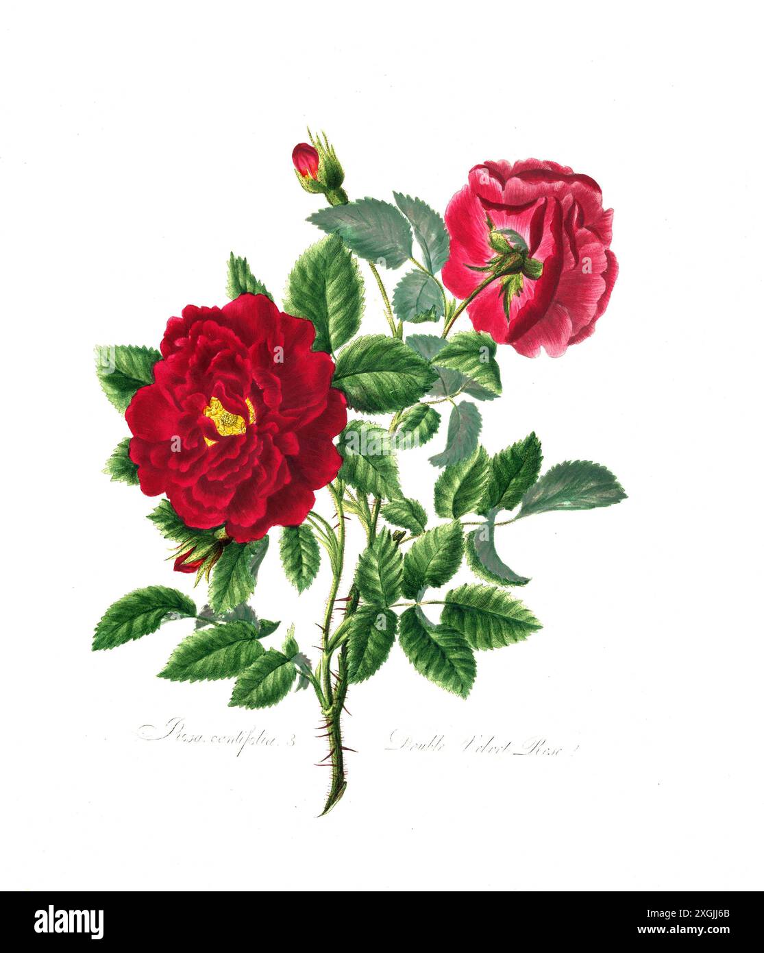 Rosa centifolia , Rose, Historische Edelrose, Rosenzüchtung, Illustration aus 1799, Historisch, digital restaurierte Reproduktion von einer Vorlage au Foto Stock