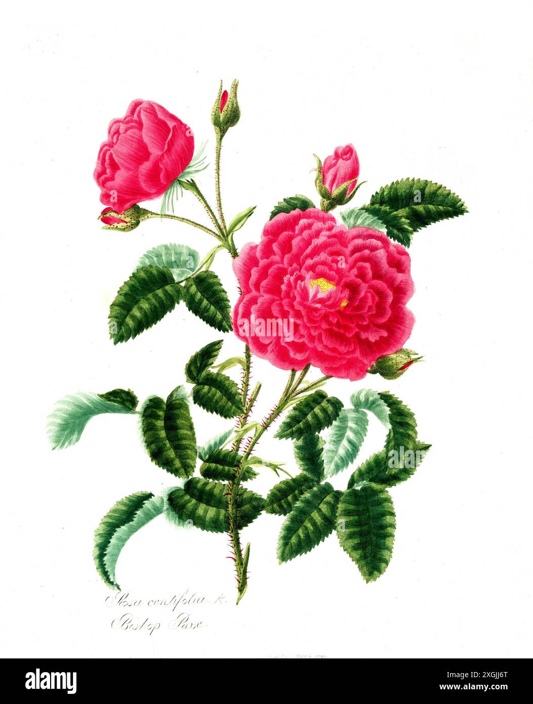 Rosa centifolia , Rose, Historische Edelrose, Rosenzüchtung, Illustration aus 1799, Historisch, digital restaurierte Reproduktion von einer Vorlage au Foto Stock