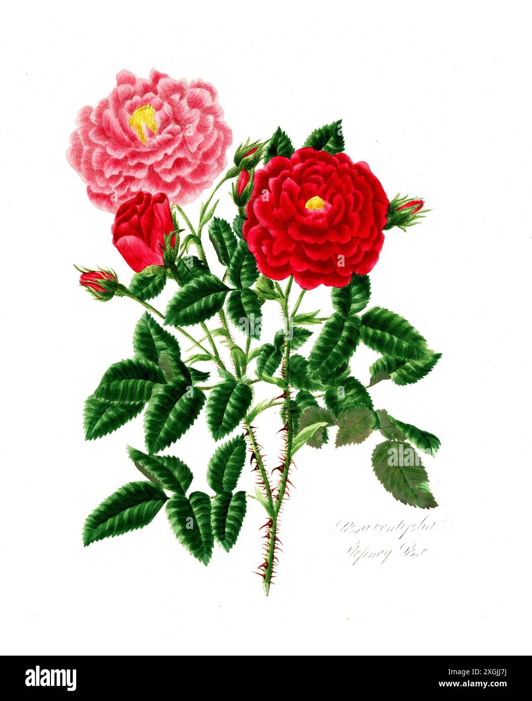 Rosa centifolia , Rose, Historische Edelrose, Rosenzüchtung, Illustration aus 1799, Historisch, digital restaurierte Reproduktion von einer Vorlage au Foto Stock