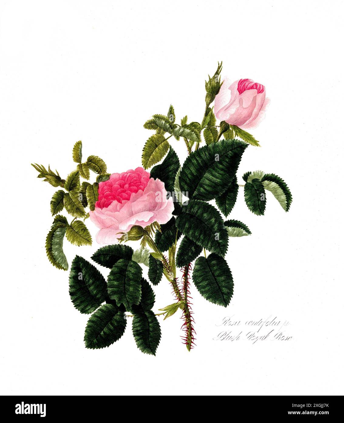 Rosa centifolia , Rose, Historische Edelrose, Rosenzüchtung, Illustration aus 1799, Historisch, digital restaurierte Reproduktion von einer Vorlage au Foto Stock
