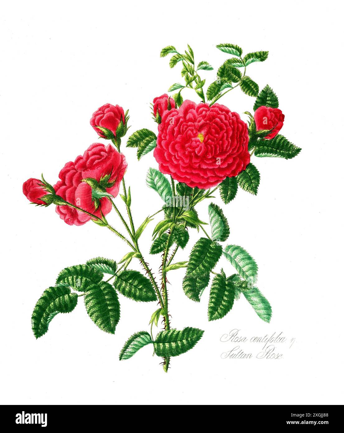 Rosa centifolia , Rose, Historische Edelrose, Rosenzüchtung, Illustration aus 1799, Historisch, digital restaurierte Reproduktion von einer Vorlage au Foto Stock
