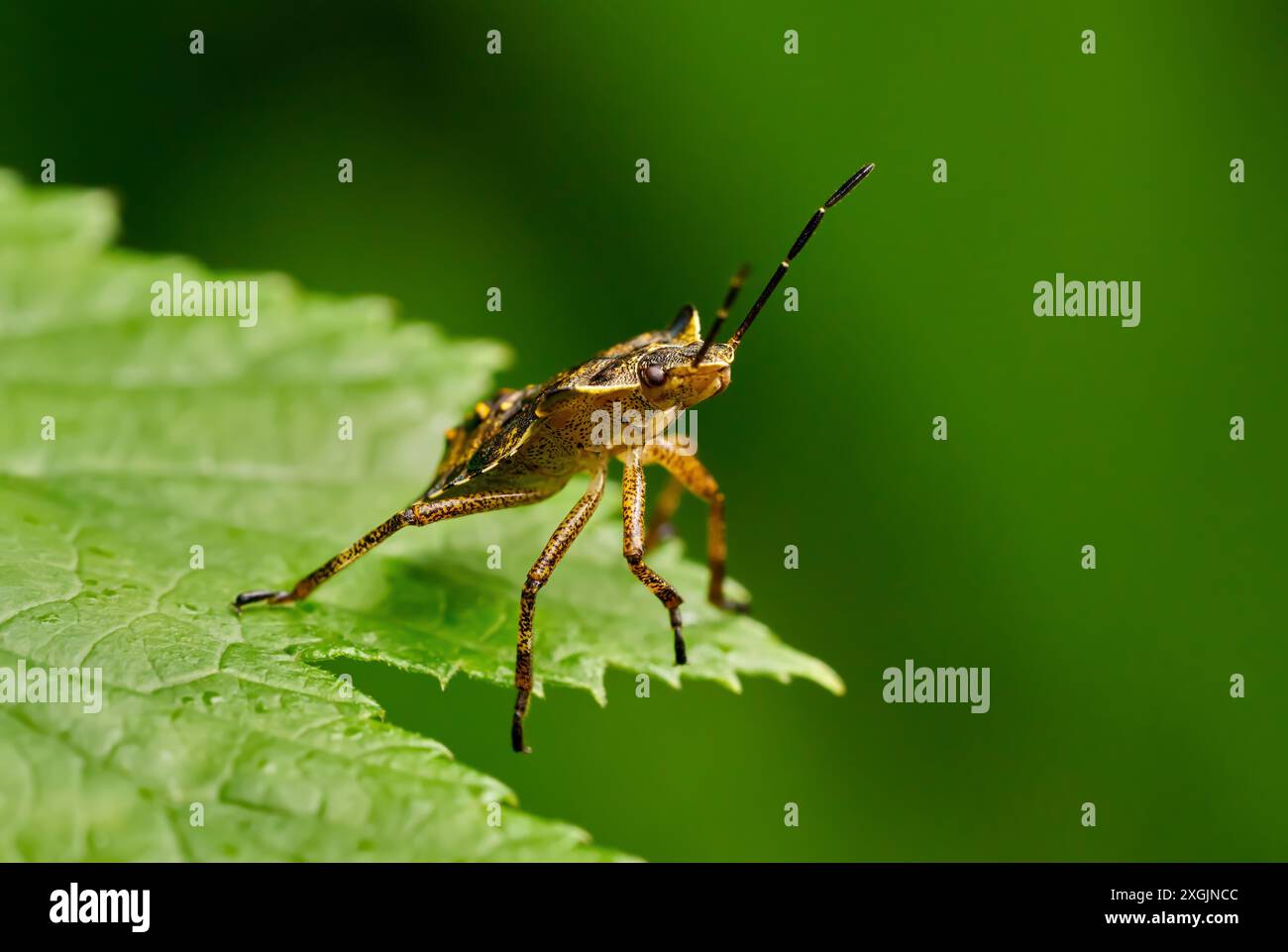 Shieldbug dalle gambe rosse (Pentatoma rufipes) ninfa in istar finale su una punta di foglia Foto Stock