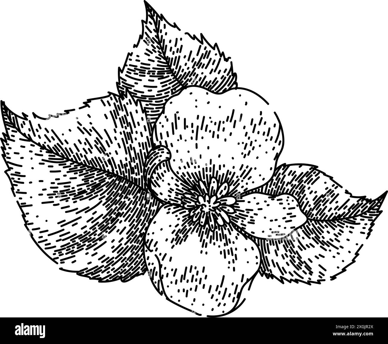 pot begonia disegnare vettore disegnato a mano Illustrazione Vettoriale
