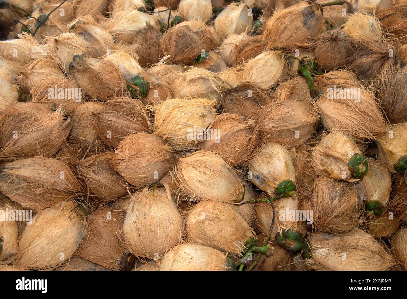 Noci di cocco bruno fresco disidratato, frutti della palma da cocco (Cocos nucifera), per la produzione di copra, Koh Samui, Thailandia Foto Stock