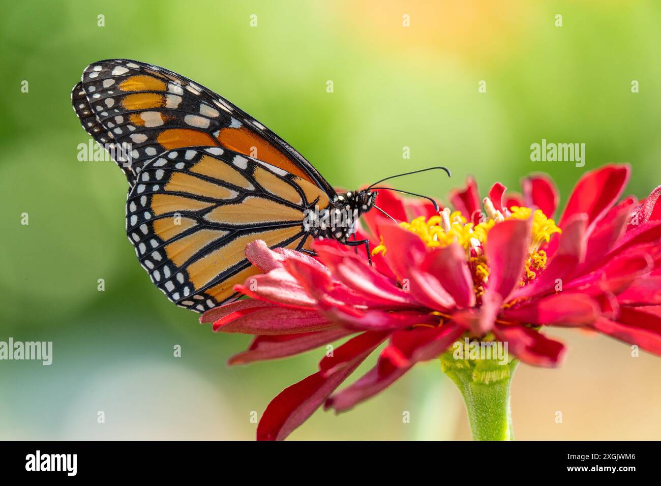 Primo piano di Monarch Butterfly su Pink Zinnia nel giardino estivo. Foto Stock