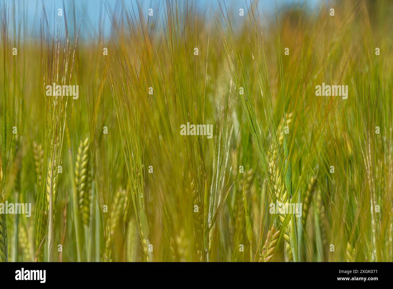 Grano verde giovane nelle calde giornate estive Foto Stock