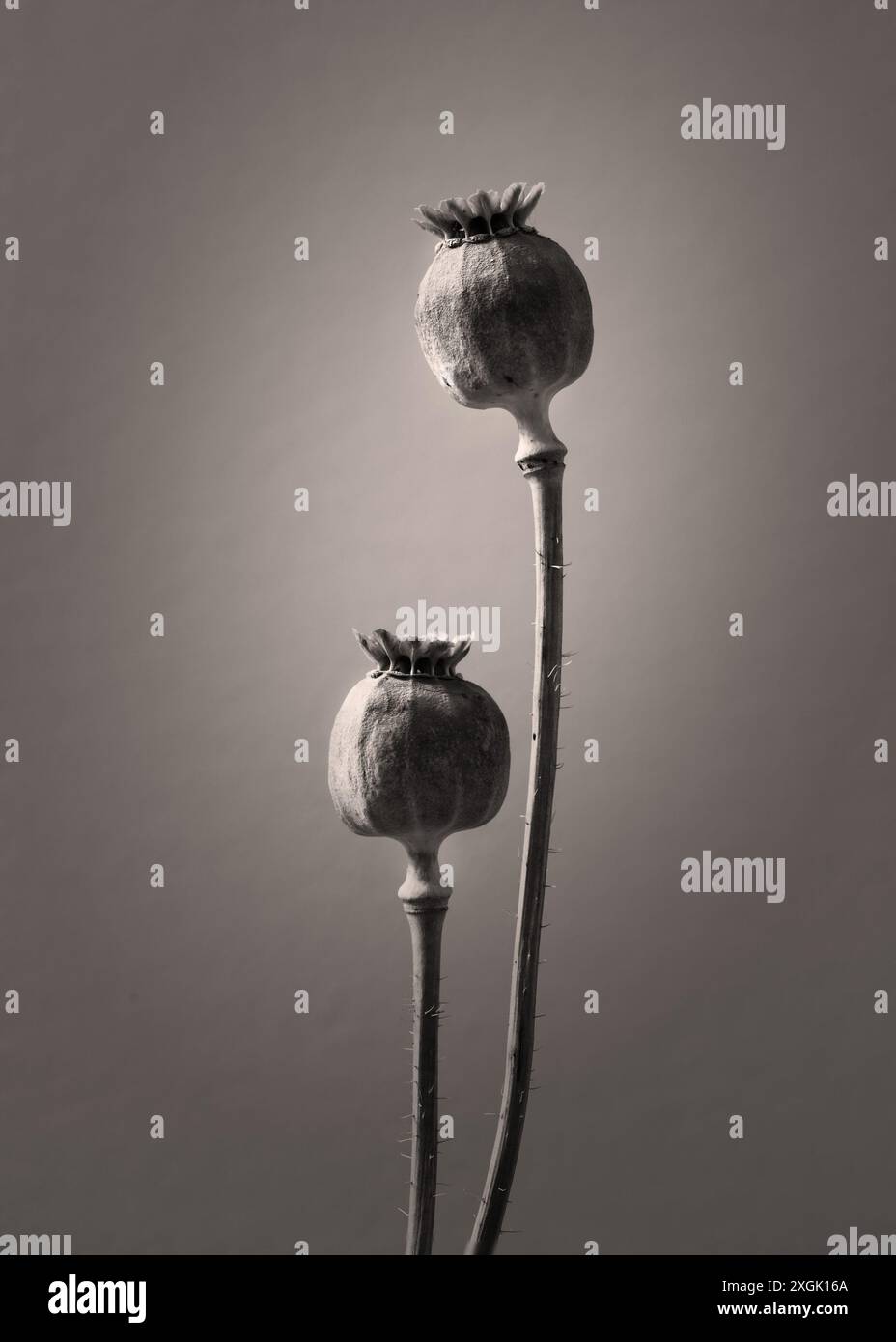 Still Life minimalista con due teste di semi di papavero asciutti, che mettono in risalto le loro texture uniche e i dettagli delicati Foto Stock