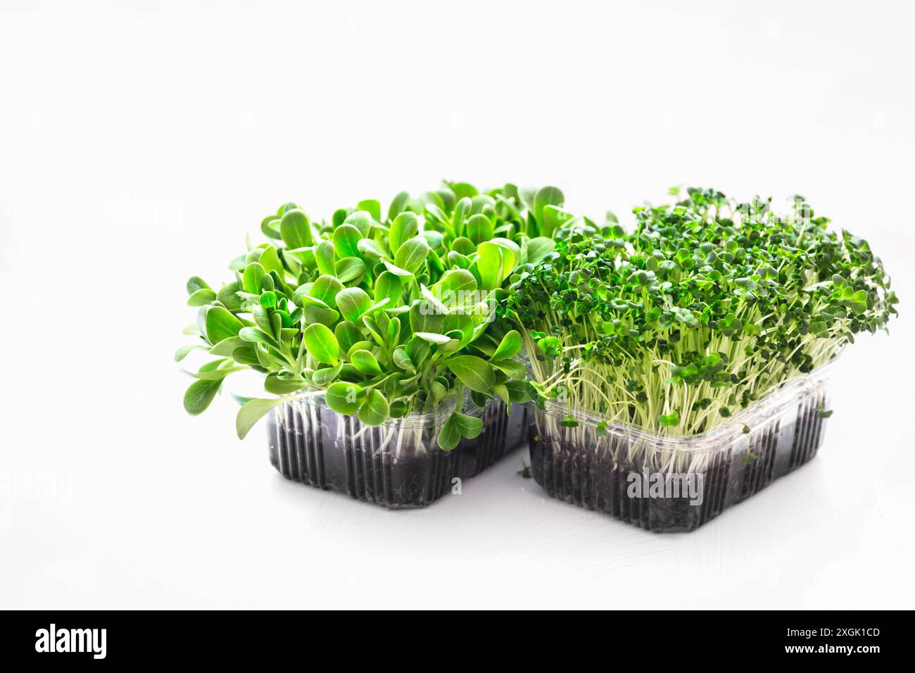 Semi di Cardo di latte e broccoli Microgreens in scatole Foto Stock