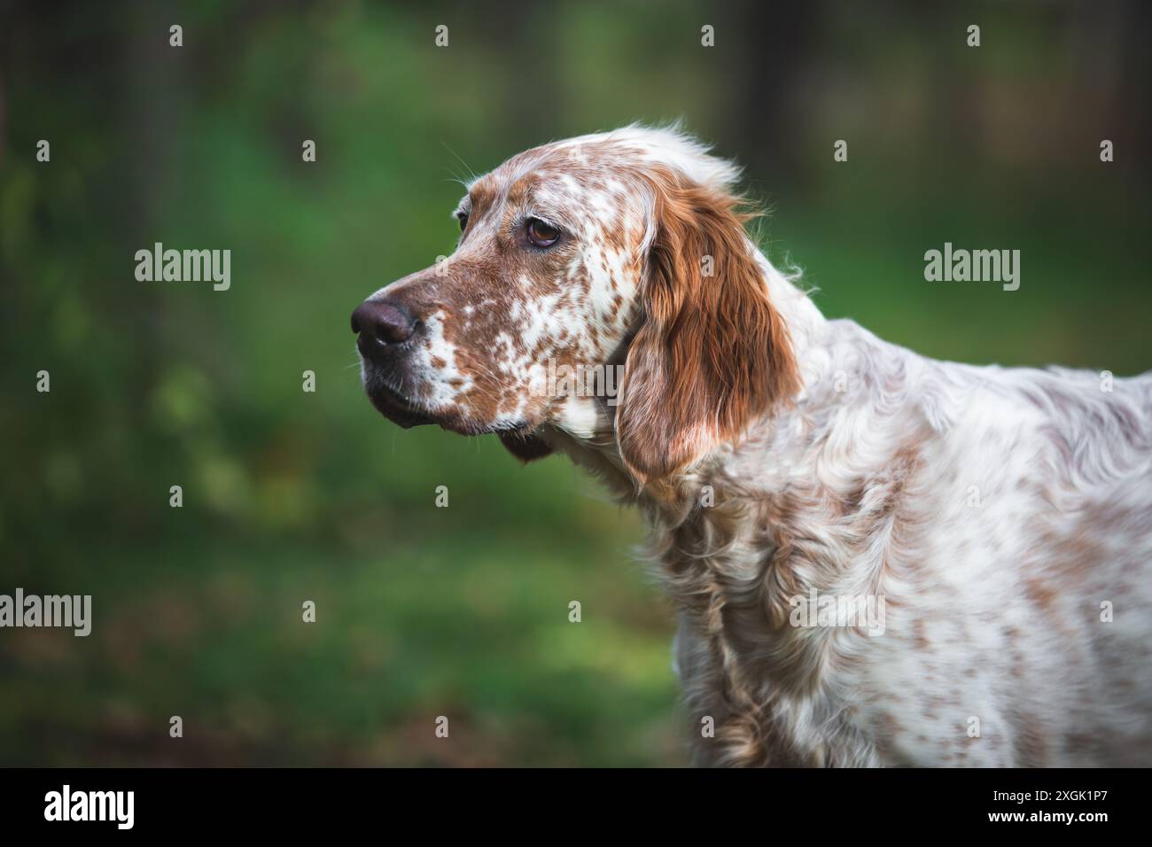 Profilo dell'attento cane inglese Orange Belton Setter in natura. Messa a fuoco selettiva, copia spazio Foto Stock