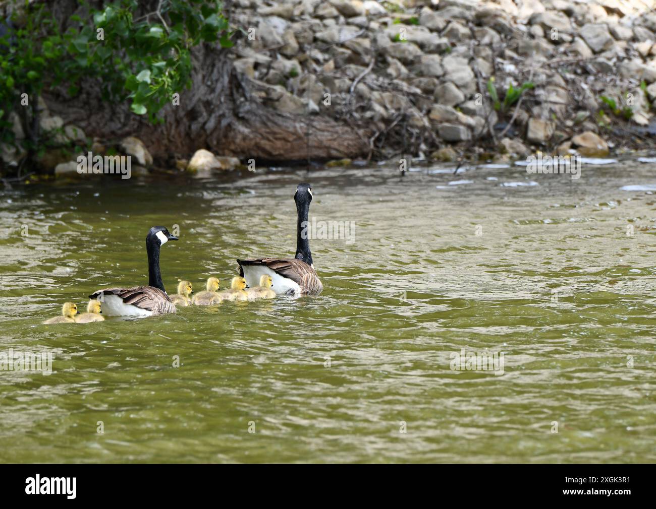 Le oche canadesi del bambino seguono il più vicino possibile alle loro madri. Sono cresciuti su un lago in Kansas. Foto Stock