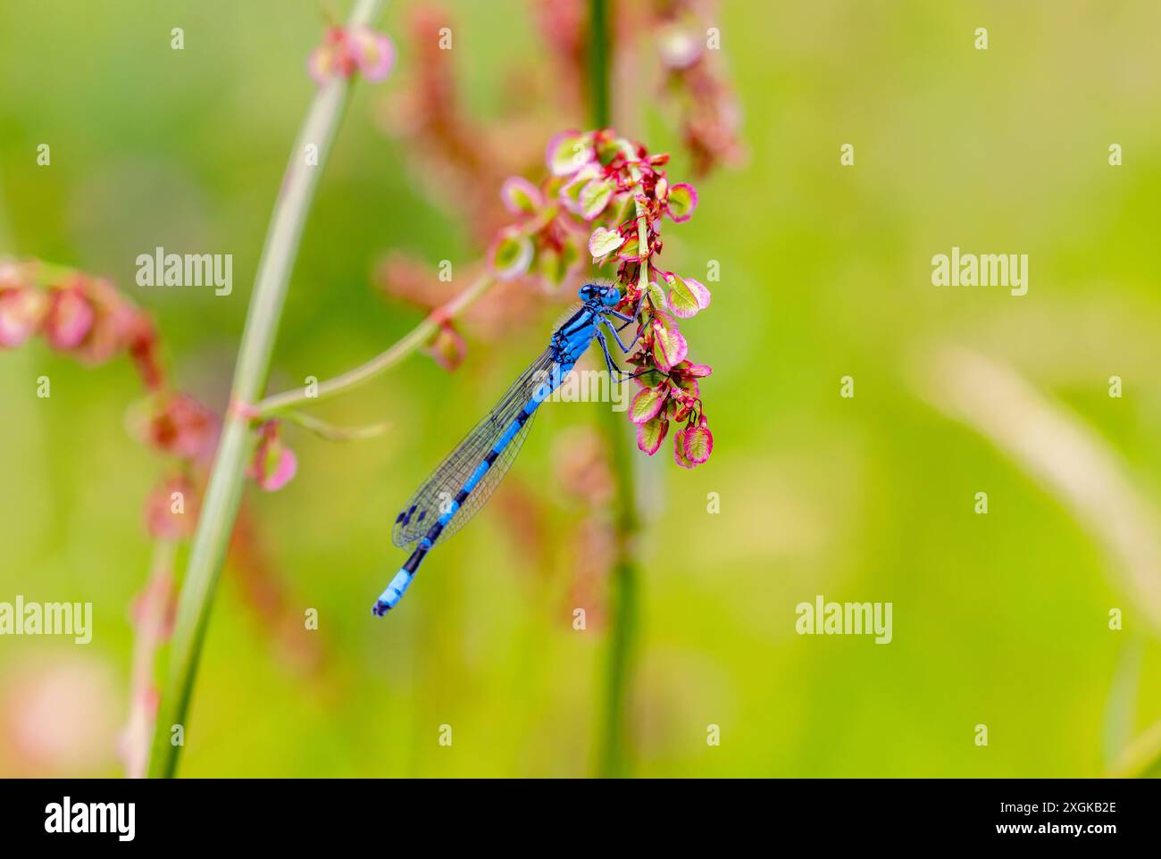 "Enallagma cyathigerum" di Damselfly blu comune che poggia su foglie di piante. Wicklow, Irlanda Foto Stock