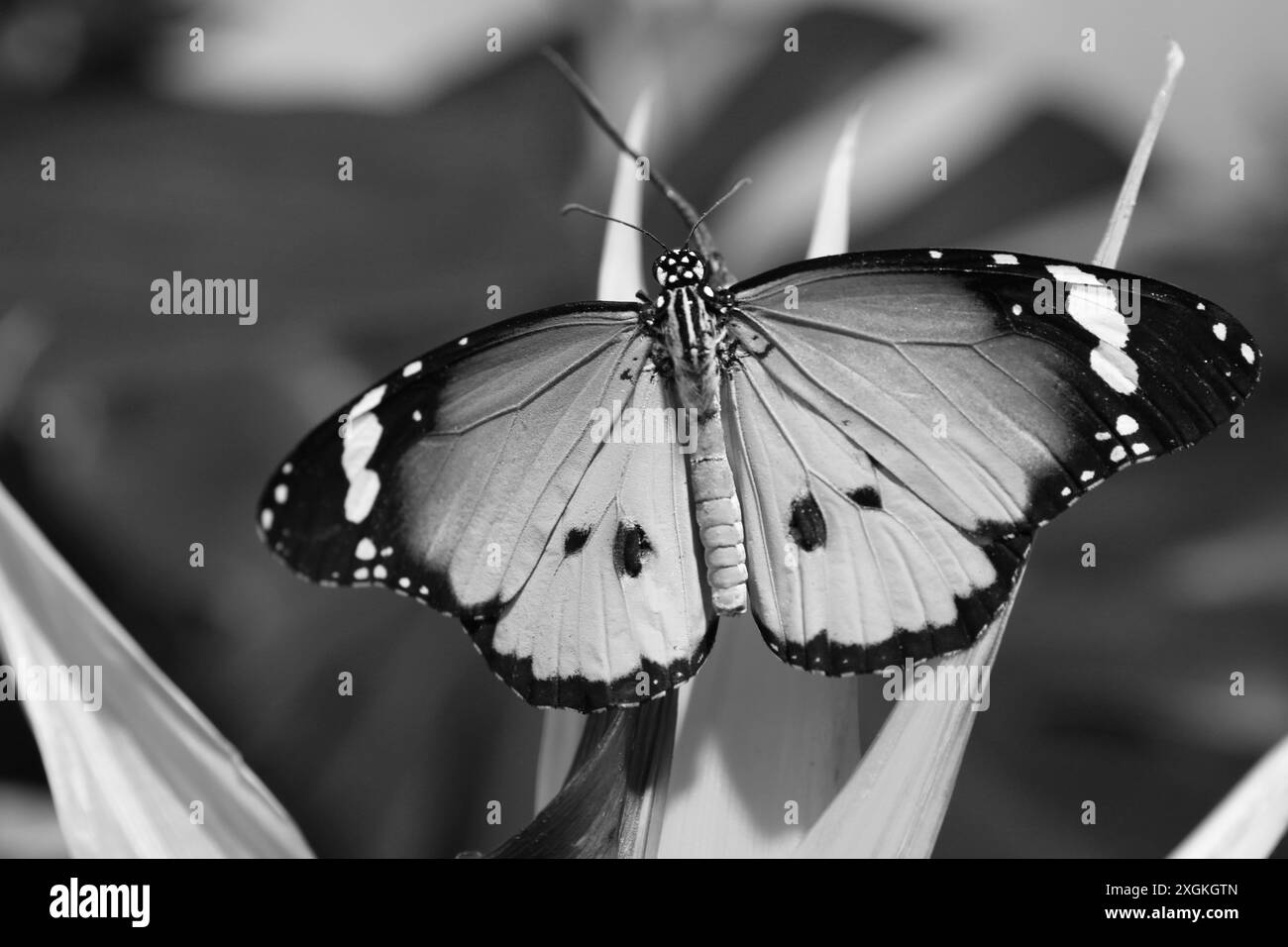 Splendida farfalla su piante all'aperto, effetto bianco e nero Foto Stock