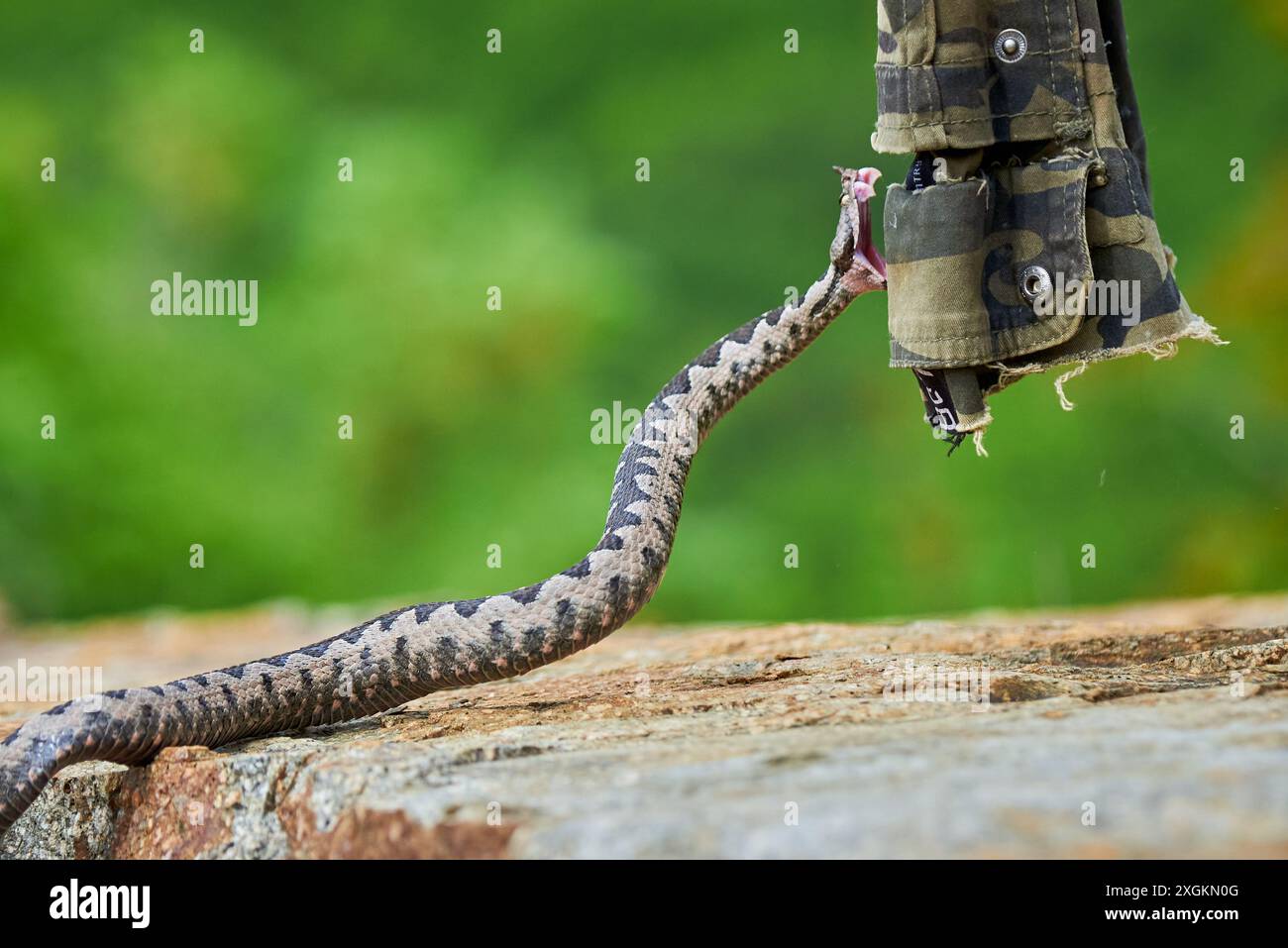 Viper maschio con corna al naso (Vipera ammodytes) Foto Stock