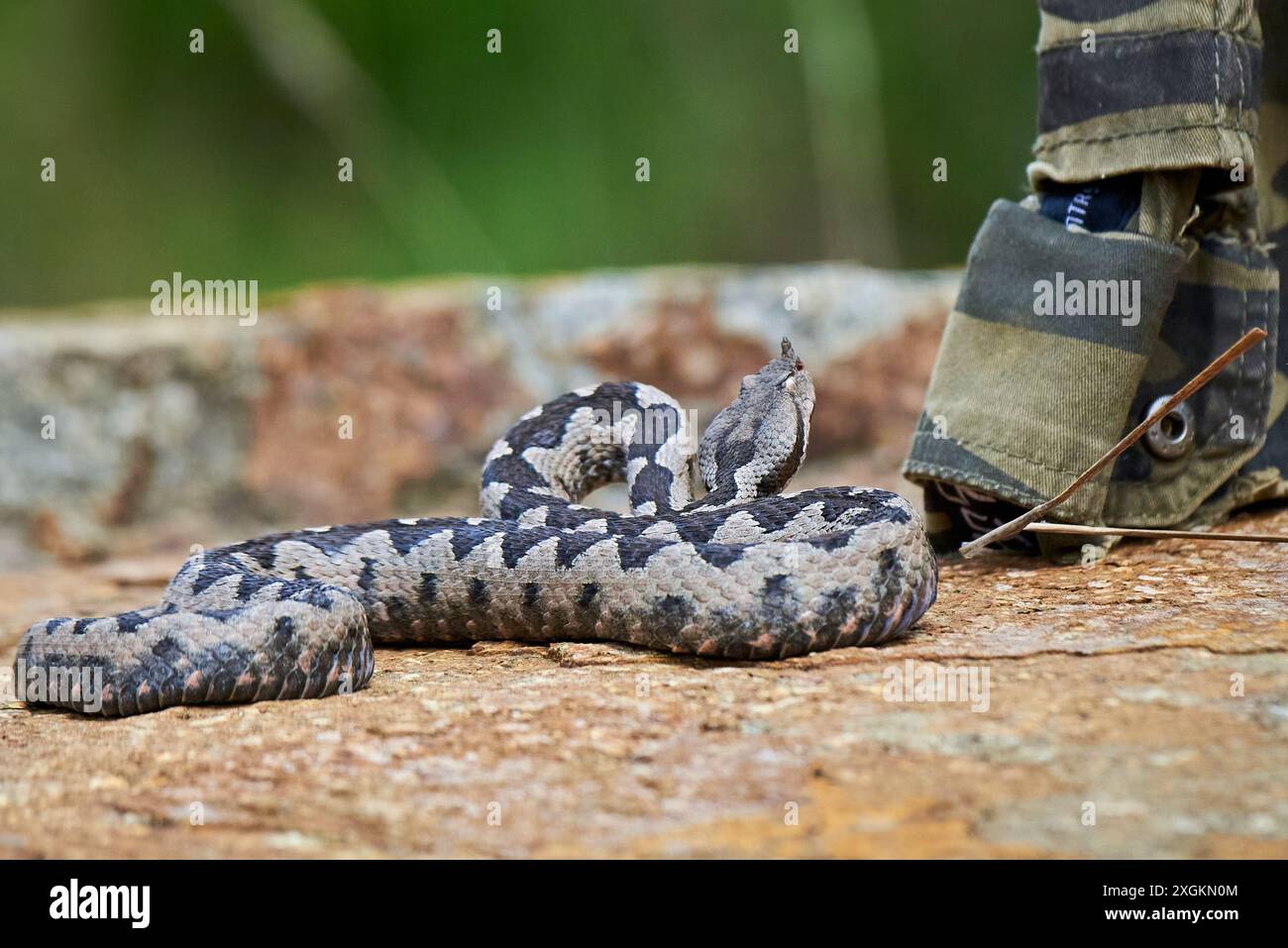 Maschio Viper Nose-Horned che si prepara a colpire (Ammodytes Vipera) Foto Stock