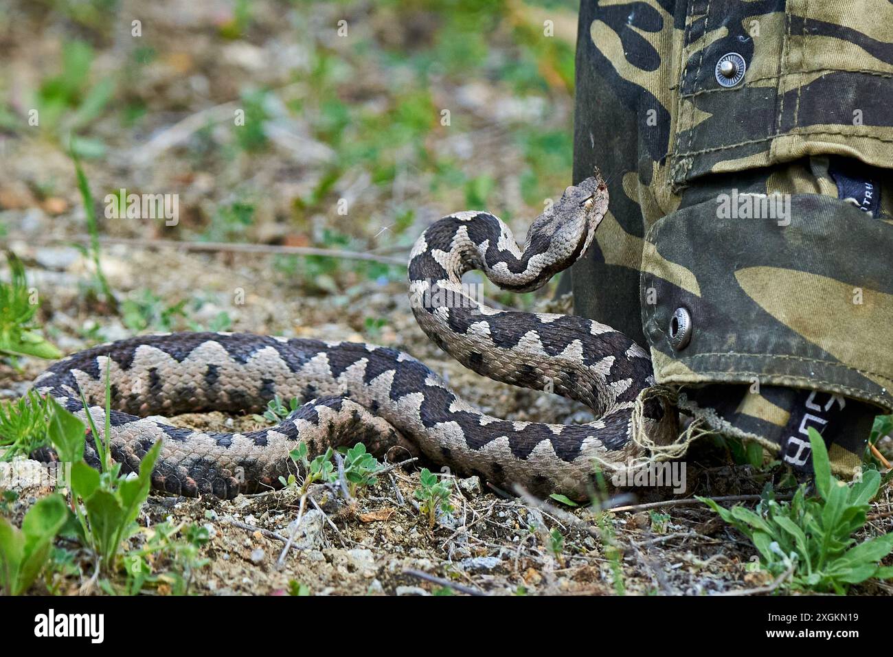 Maschio Viper Nose-Horned che si prepara a colpire (Ammodytes Vipera) Foto Stock