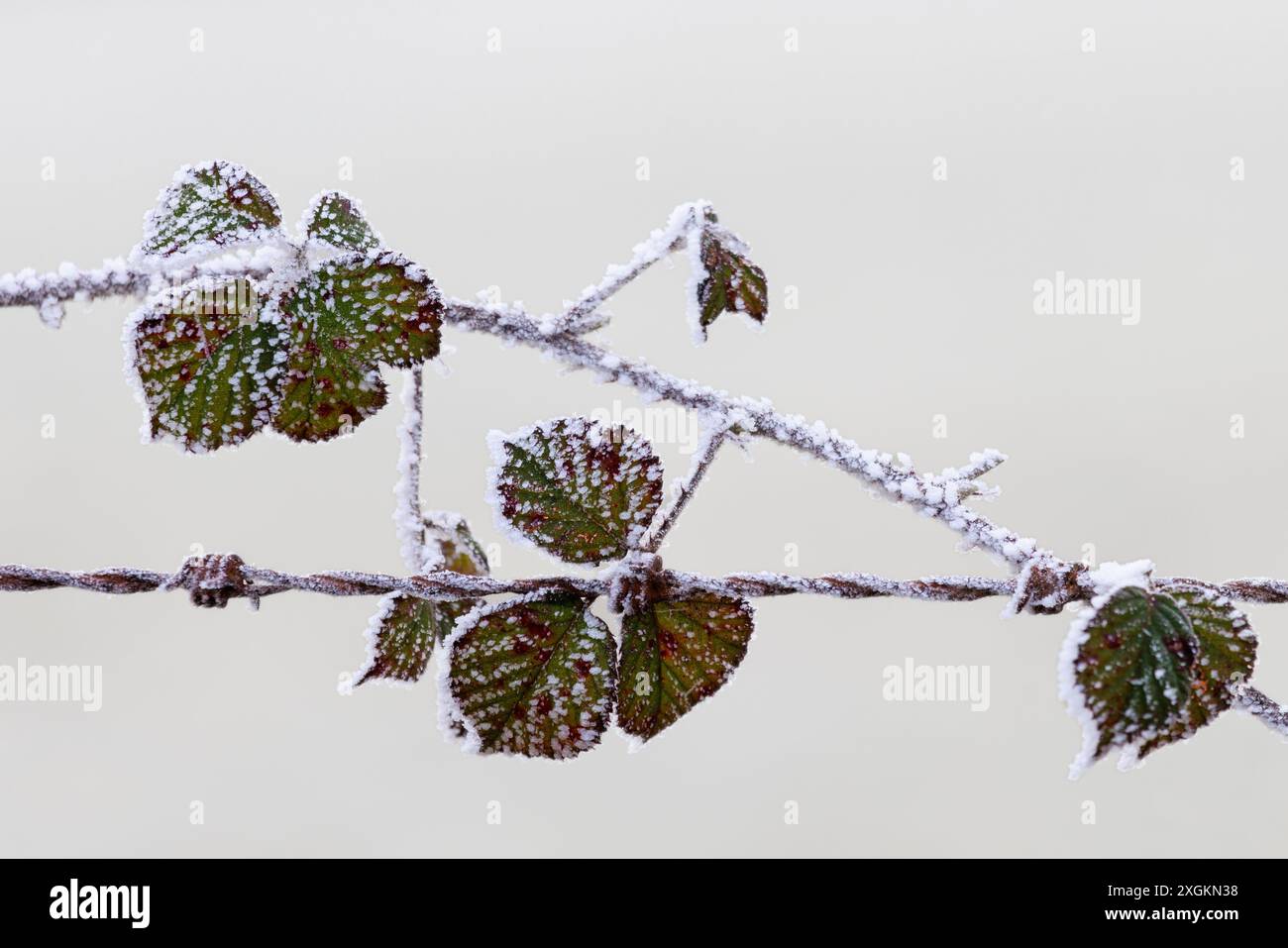 foglie di mora ricoperte di ghiaccio su recinzione di filo spinato Foto Stock