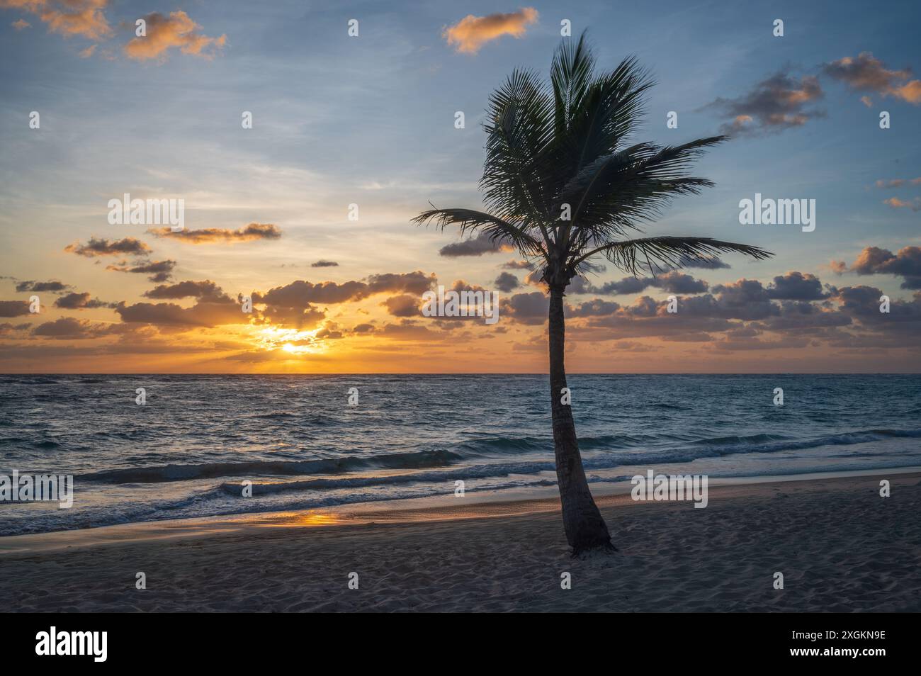 Alba sopra la spiaggia e la palma, Punta Cana, Repubblica Dominicana, Caraibi Foto Stock