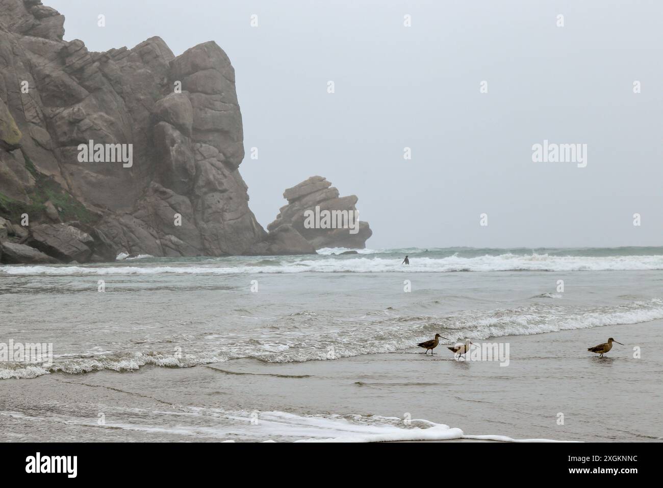 Morro Rock a Morro Rock Beach nella città di Morro Bay in un giorno di pioggia, San Luis Obispo County, California Foto Stock