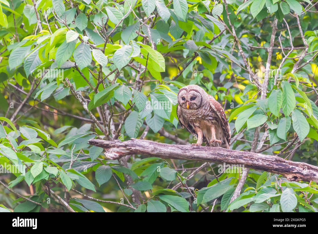 Un gufo barrato (Strix varia) in cerca di preda. Chesapeake e Ohio Canal National Historical Park. Maryland. STATI UNITI Foto Stock