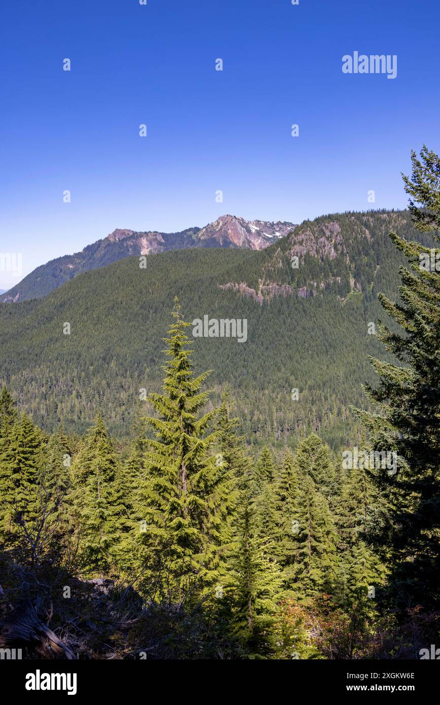 Emerald Ridge dal Rampart Ridge Hiking Trail, Mount Rainier National Park, Washington State, USA Foto Stock