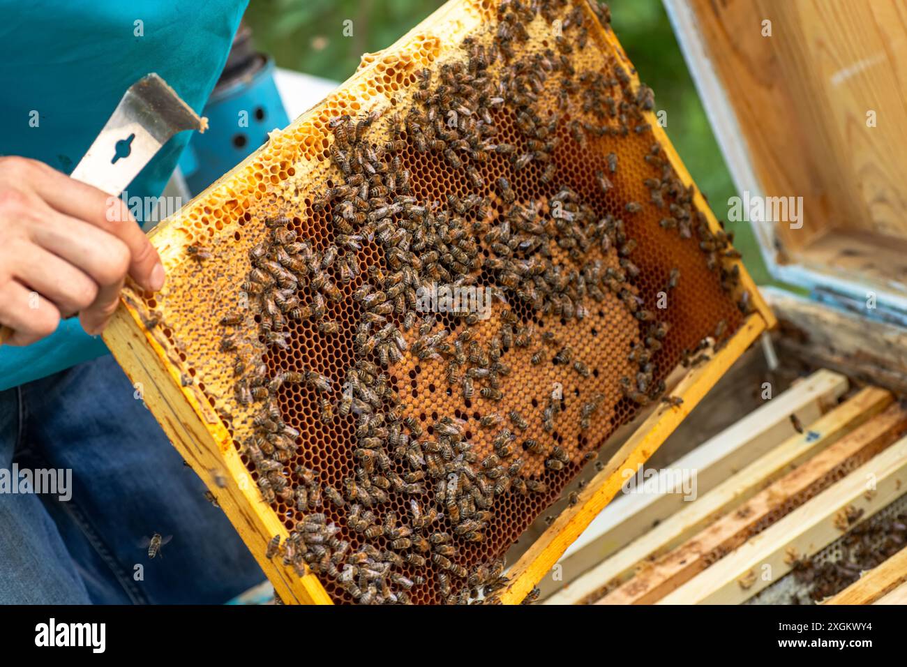 L'apicoltore ispeziona il telaio a nido d'ape nell'alveare Foto Stock