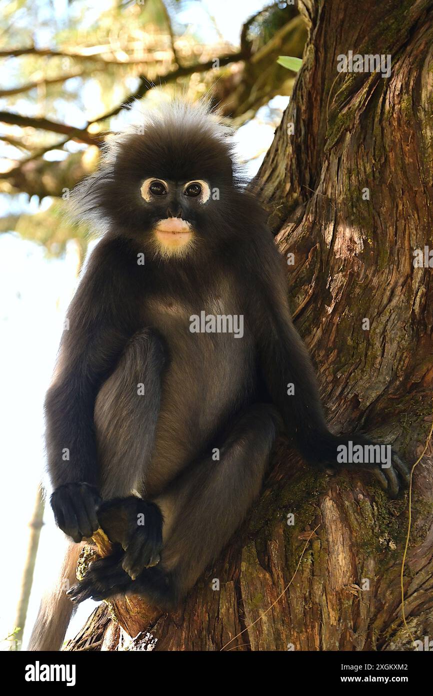 La pelliccia del langur scuro può svilupparsi in sfumature di grigio, marrone o nero, anche se nascono con un cappotto arancione. Foto Stock