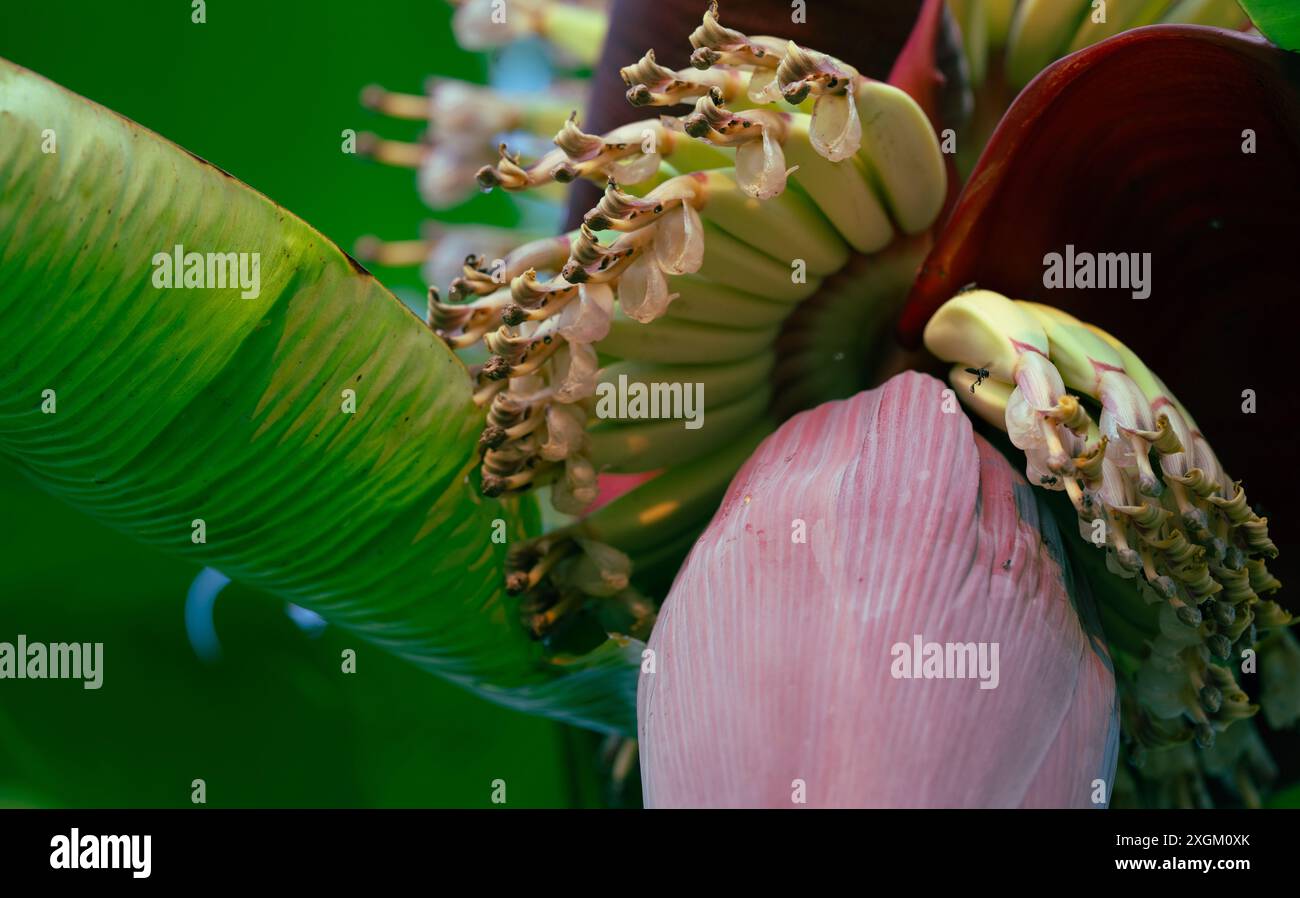 Fiore di banana. Materie prime vegetali per pesci vegani e carni alternative. Cuore di banana. Fiore di banana dalla pelle viola. Fonte sostenibile Foto Stock