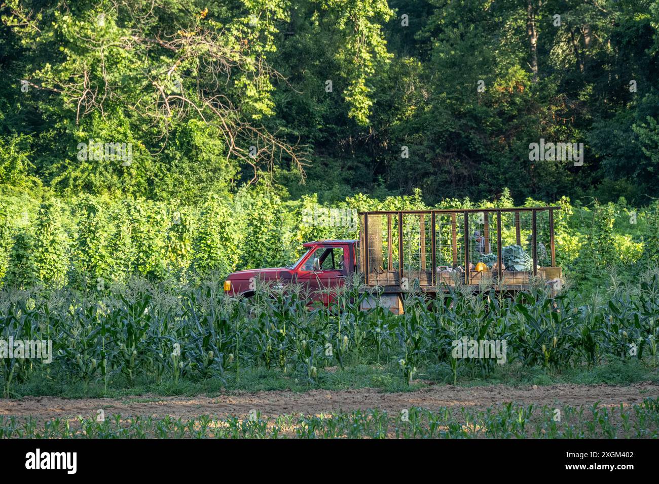 Gli agricoltori che raccolgono verdi subito dopo l'alba presso la loro fattoria di montagna lungo la Richard B. Russell Scenic Byway a Blairsville, Georgia. (USA) Foto Stock