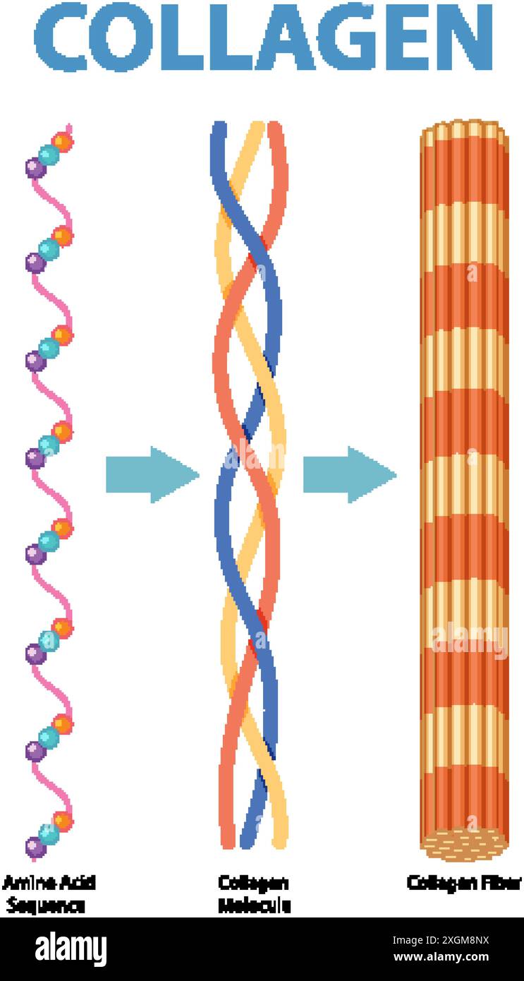 Illustrazione della sequenza del collagene, della molecola e della fibra Illustrazione Vettoriale
