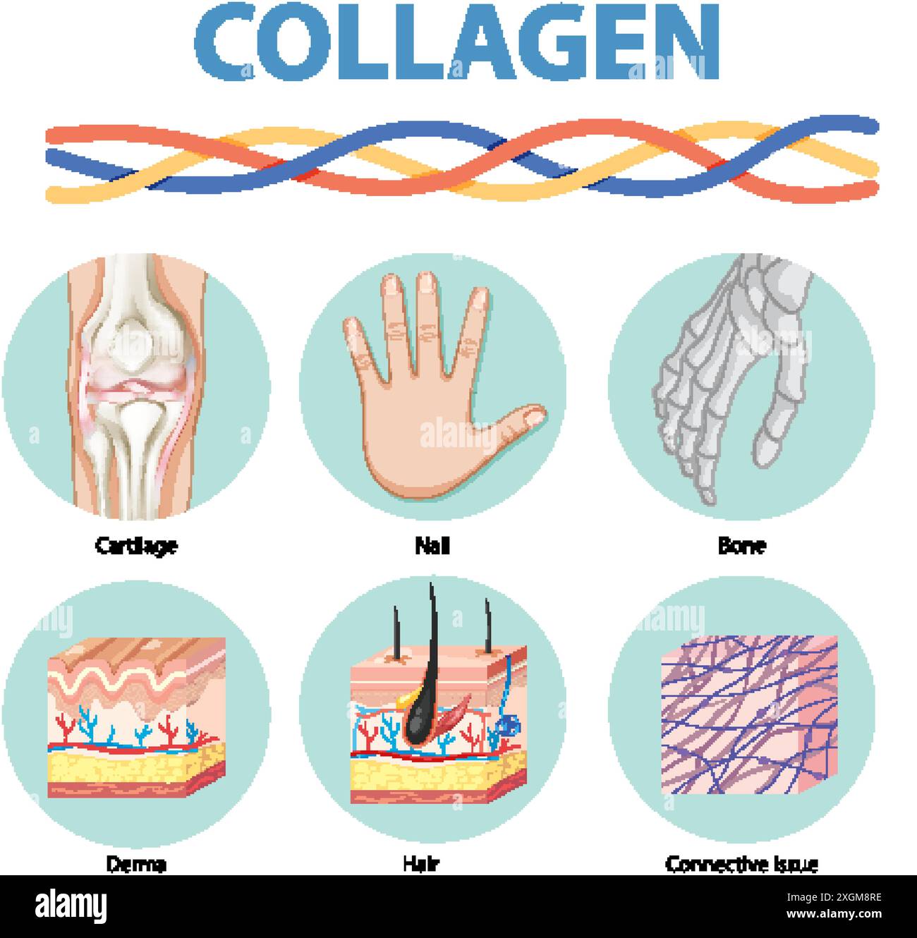 Illustrazione che mostra il ruolo del collagene nel corpo Illustrazione Vettoriale