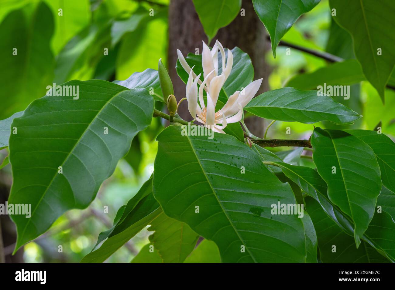 Vista orizzontale della magnolia champaca, conosciuta anche come albero di campak, freschi fiori bianchi cremosi e fogliame all'aperto nel giardino tropicale Foto Stock