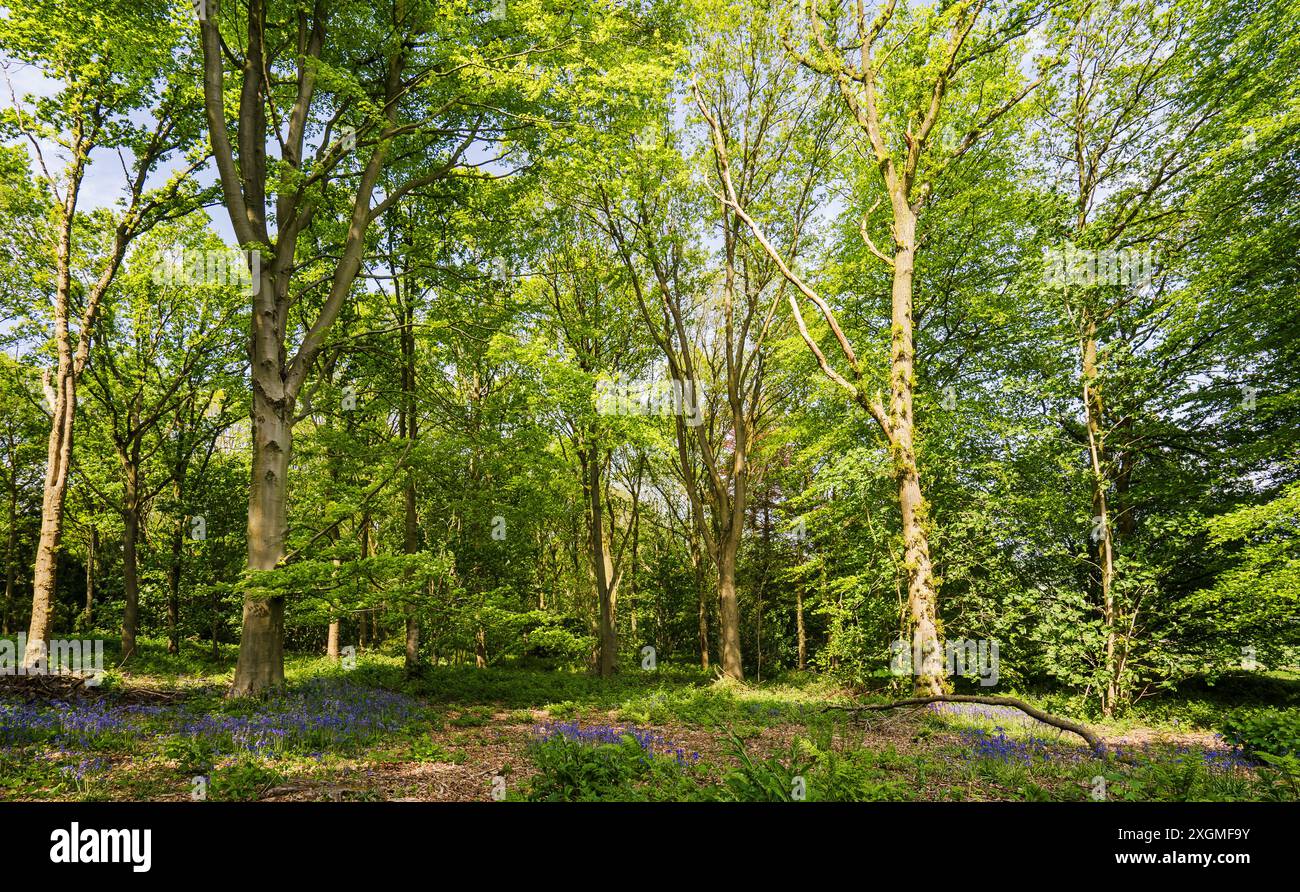 Primavera nel bosco. Il pavimento in legno è coperto da un tappeto di Bluebells. Foto Stock